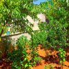 ⁦مزرعة النرجس في النيرب⁩ - الصورة ⁦8⁩