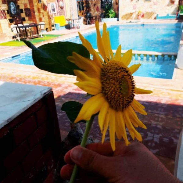⁦مزرعة بيت جدي للإيجار اليومي⁩ - الصورة ⁦56⁩