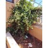 ⁦مزرعة الخال في النيرب⁩ - الصورة ⁦17⁩