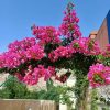 ⁦مزرعة الحسناوي في دركوش⁩ - الصورة ⁦6⁩