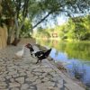 ⁦مزرعة الحسناوي في دركوش⁩ - الصورة ⁦7⁩