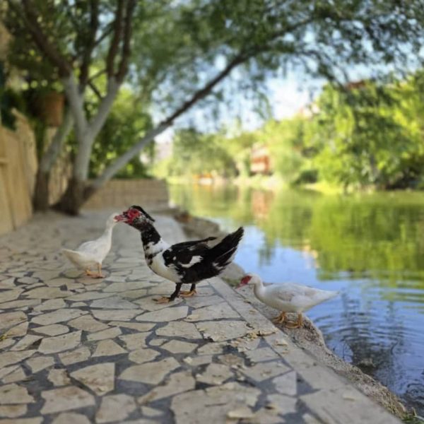 ⁦مزرعة الحسناوي في دركوش⁩ - الصورة ⁦7⁩
