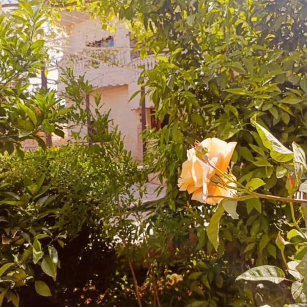 ⁦مزرعة هنادي1 في النيرب⁩ - الصورة ⁦11⁩