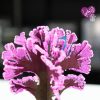 ⁦شجرة الثلج السحرية⁩ - الصورة ⁦4⁩