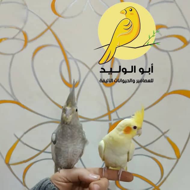 1 زوج عصافير كروان - الصورة 1