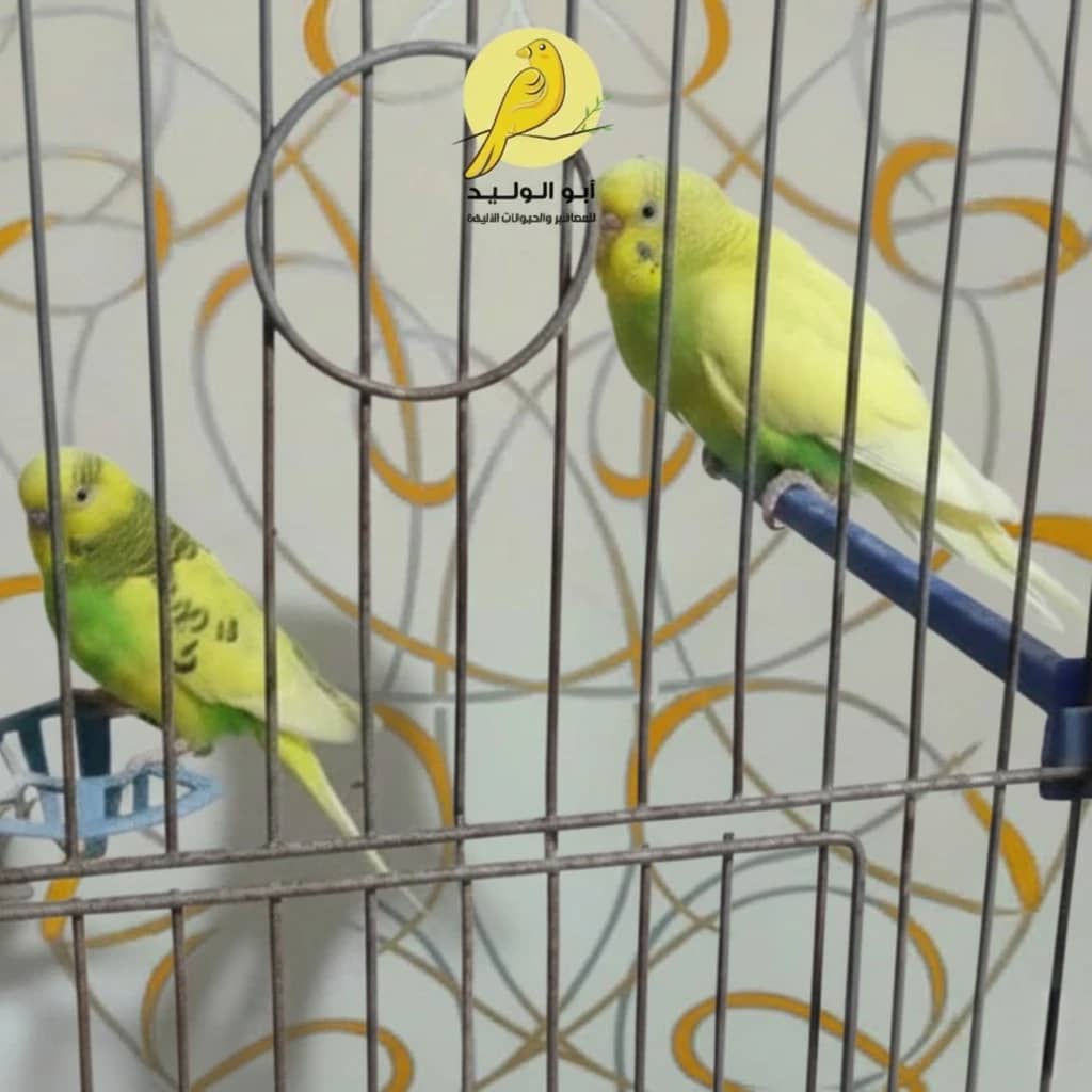 2 زوج عصافير الحب - الصورة 1