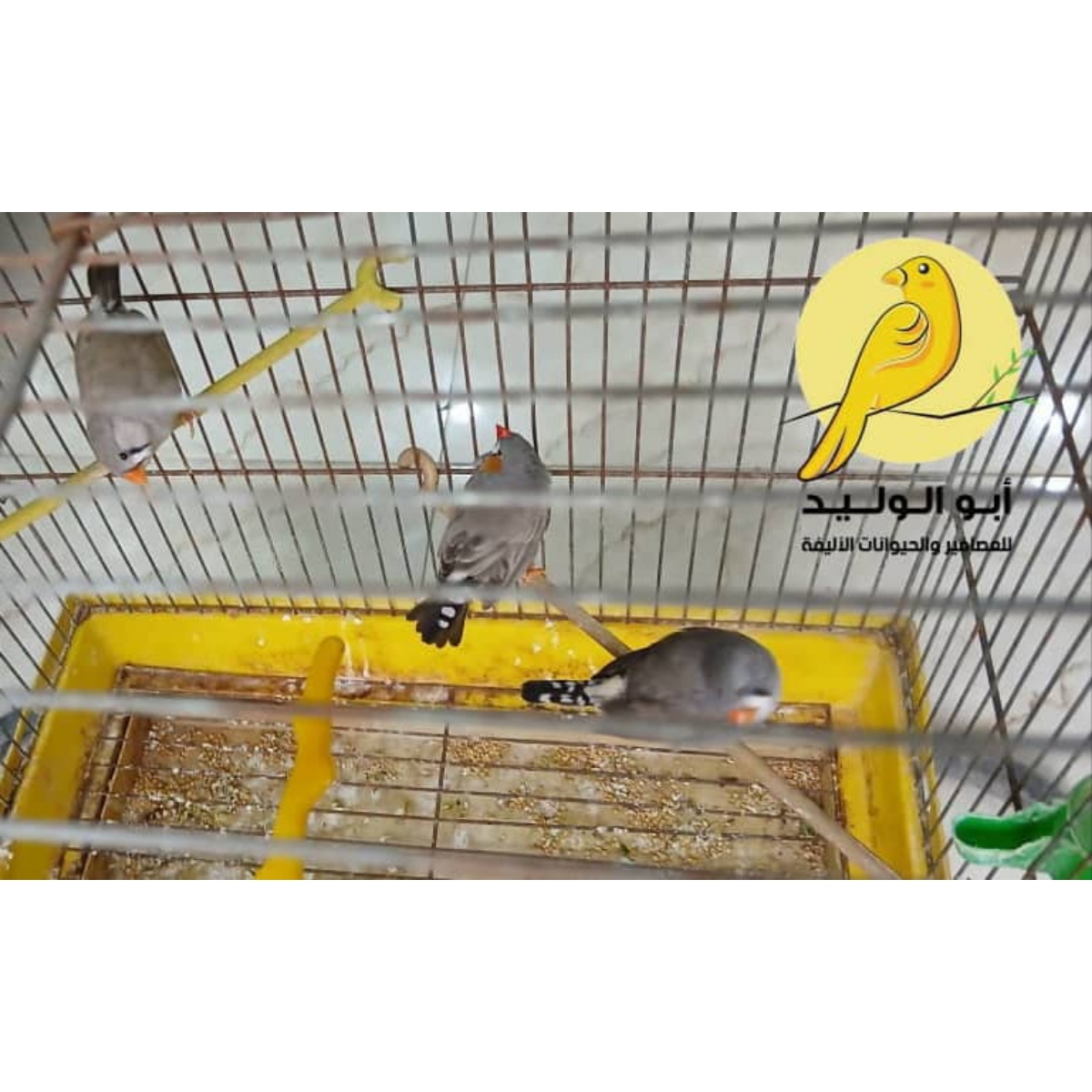 3 عصافير زيبرا فينش - الصورة 1