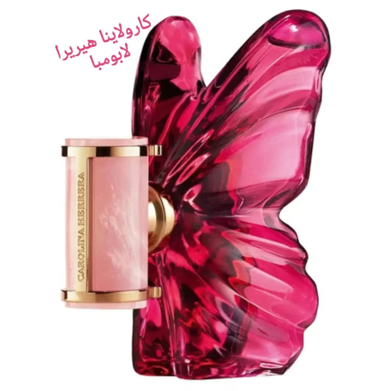 WhatsApp Image 2026 02 15 at 5.35.24 PM